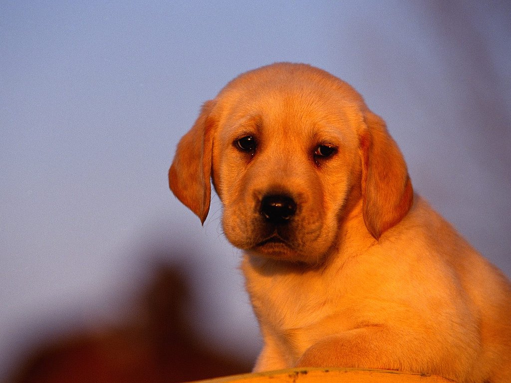 Twilight Delight, Labrador Puppy